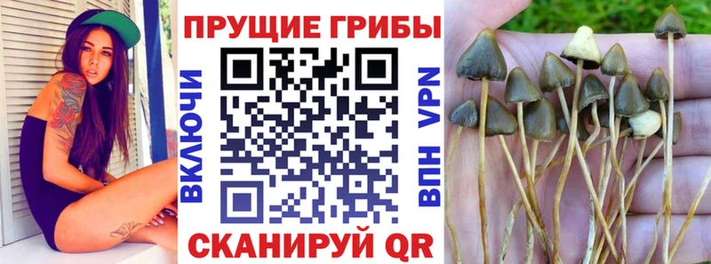 Псилоцибиновые грибы мухоморы  ОМГ ОМГ ONION  Назрань 